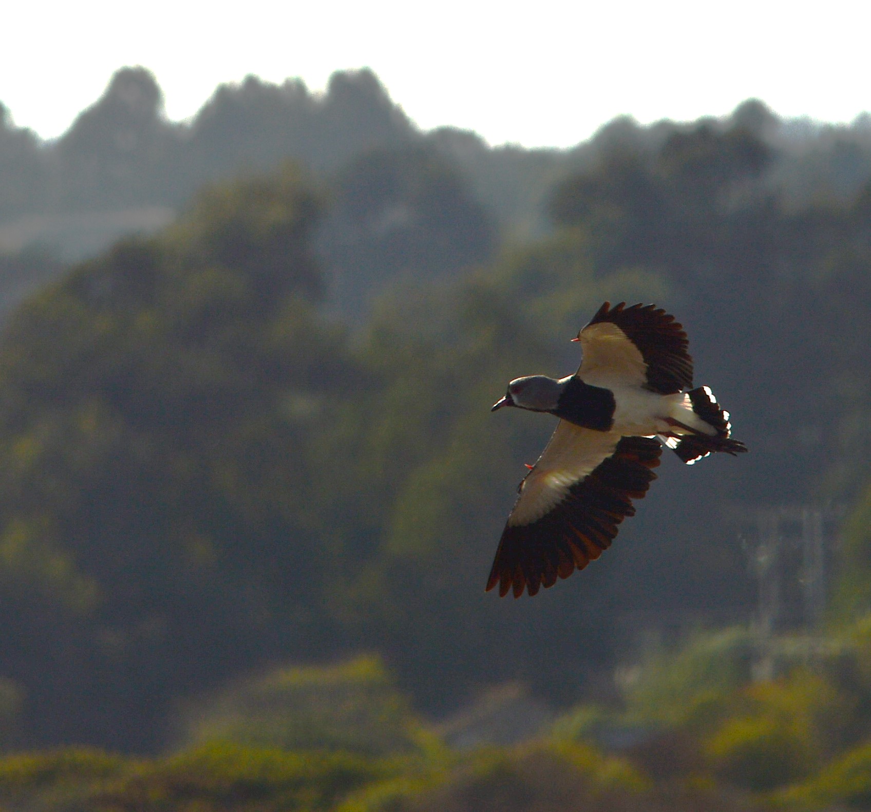 Aves en vuelo, imagen propuesta para La conciencia que transforma